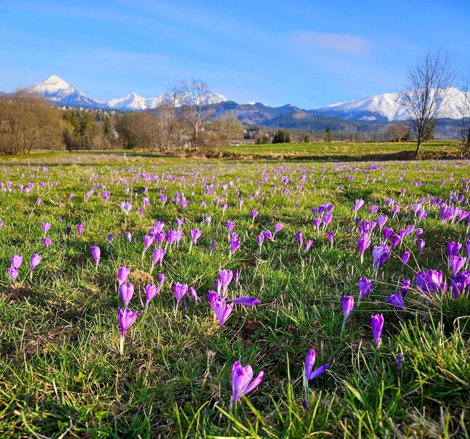 Goralska Chatka 3 Highland Cottage - Jacuzzi, Sauna, Split Ac, Private Parking, Mountains View Zakopane Exterior photo